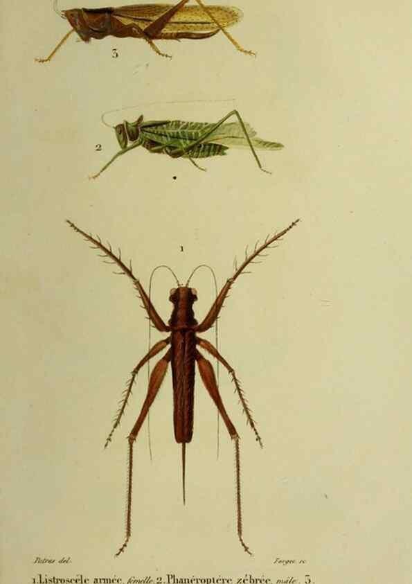Reproducción/Reproduction 37871765844: Histoire naturelle des insectes.. Paris,Librairie encylopédique de Roret,1839.. 