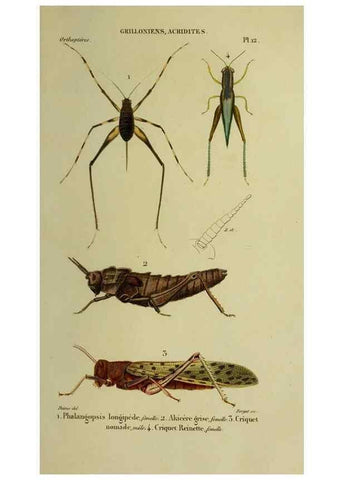 Reproducción/Reproduction 38588723111: Histoire naturelle des insectes.. Paris,Librairie encylopédique de Roret,1839.. 