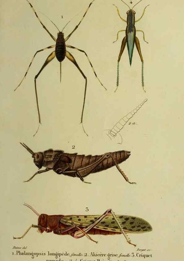 Reproducción/Reproduction 38588723111: Histoire naturelle des insectes.. Paris,Librairie encylopédique de Roret,1839.. 