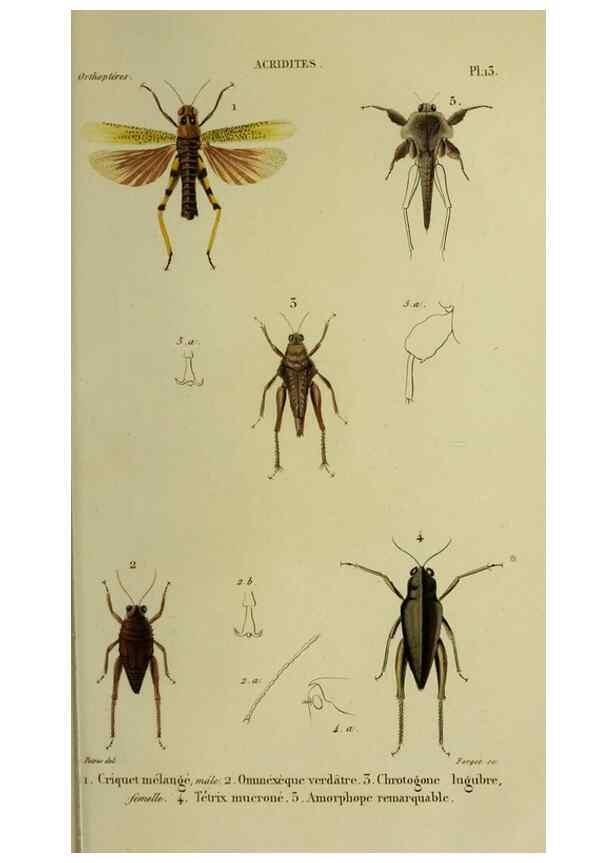 Reproducción/Reproduction 38555836842: Histoire naturelle des insectes.. Paris,Librairie encylopédique de Roret,1839.. 