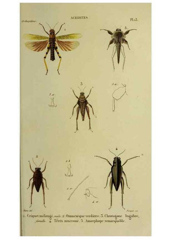 Reproducción/Reproduction 38555836842: Histoire naturelle des insectes.. Paris,Librairie encylopédique de Roret,1839.. 