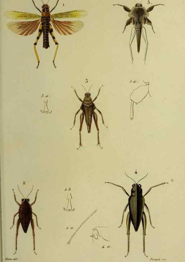 Reproducción/Reproduction 38555836842: Histoire naturelle des insectes.. Paris,Librairie encylopédique de Roret,1839.. 