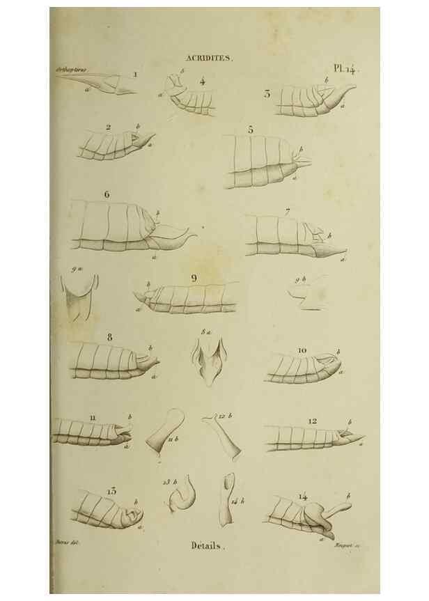 Reproducción/Reproduction 37871771164: Histoire naturelle des insectes.. Paris,Librairie encylopédique de Roret,1839.. 