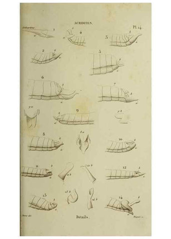 Reproducción/Reproduction 37871771164: Histoire naturelle des insectes.. Paris,Librairie encylopédique de Roret,1839.. 