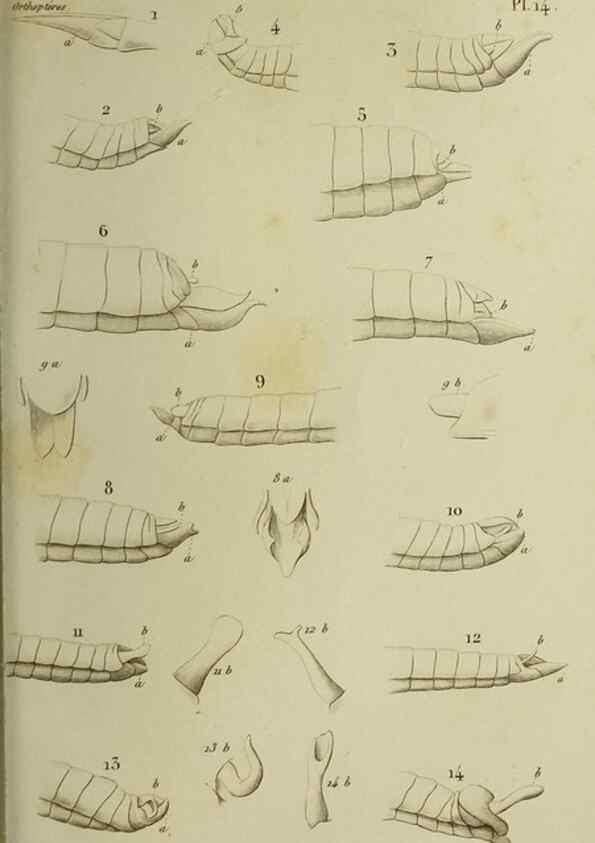 Reproducción/Reproduction 37871771164: Histoire naturelle des insectes.. Paris,Librairie encylopédique de Roret,1839.. 