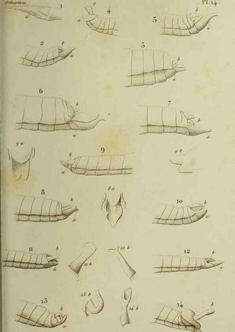 Reproducción/Reproduction 37871771164: Histoire naturelle des insectes.. Paris,Librairie encylopédique de Roret,1839.. 