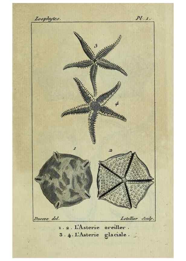 Reproducción/Reproduction 38648984636: Atlas des zoophytes :. Paris :Roret, libraire rue Hautefeuille, au coin de celle du battoir,[18--]. 