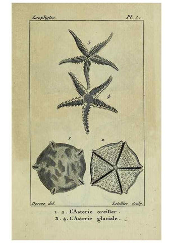 Reproducción/Reproduction 38648984636: Atlas des zoophytes :. Paris :Roret, libraire rue Hautefeuille, au coin de celle du battoir,[18--]. 