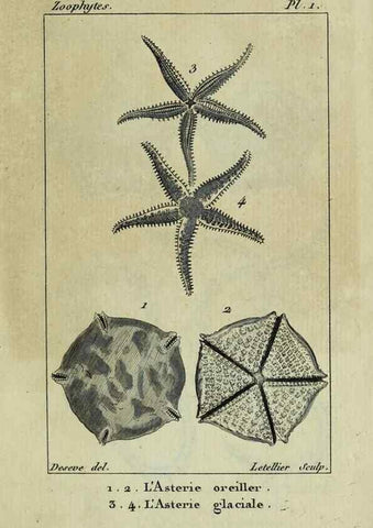 Reproducción/Reproduction 38648984636: Atlas des zoophytes :. Paris :Roret, libraire rue Hautefeuille, au coin de celle du battoir,[18--]. 