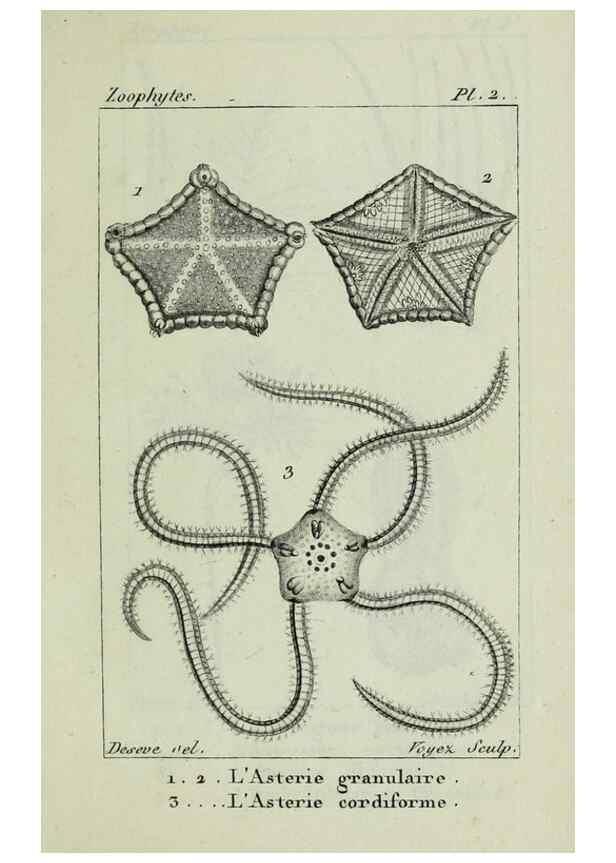 Reproducción/Reproduction 38648988356: Atlas des zoophytes :. Paris :Roret, libraire rue Hautefeuille, au coin de celle du battoir,[18--]. 