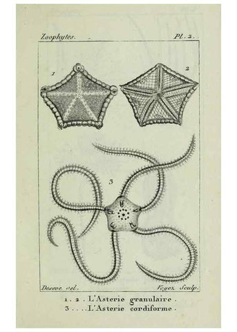 Reproducción/Reproduction 38648988356: Atlas des zoophytes :. Paris :Roret, libraire rue Hautefeuille, au coin de celle du battoir,[18--]. 