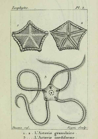 Reproducción/Reproduction 38648988356: Atlas des zoophytes :. Paris :Roret, libraire rue Hautefeuille, au coin de celle du battoir,[18--]. 
