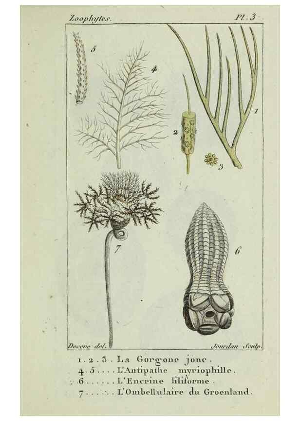 Reproducción/Reproduction 24832023618: Atlas des zoophytes :. Paris :Roret, libraire rue Hautefeuille, au coin de celle du battoir,[18--]. 