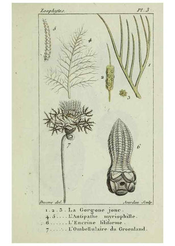 Reproducción/Reproduction 24832023618: Atlas des zoophytes :. Paris :Roret, libraire rue Hautefeuille, au coin de celle du battoir,[18--]. 