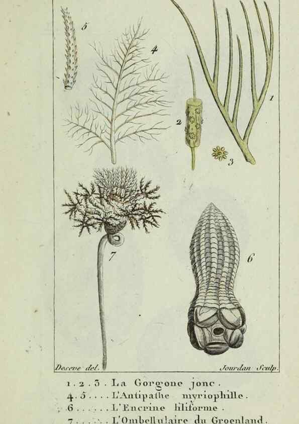 Reproducción/Reproduction 24832023618: Atlas des zoophytes :. Paris :Roret, libraire rue Hautefeuille, au coin de celle du battoir,[18--]. 