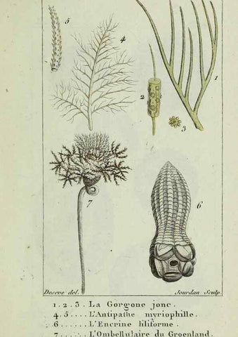 Reproducción/Reproduction 24832023618: Atlas des zoophytes :. Paris :Roret, libraire rue Hautefeuille, au coin de celle du battoir,[18--]. 