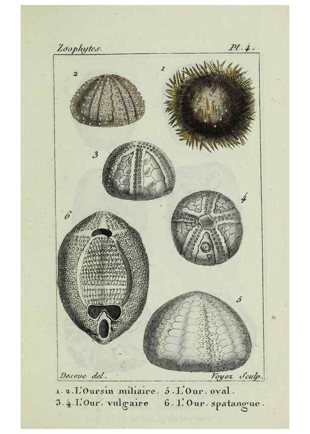 Reproducción/Reproduction 26928922489: Atlas des zoophytes :. Paris :Roret, libraire rue Hautefeuille, au coin de celle du battoir,[18--]. 