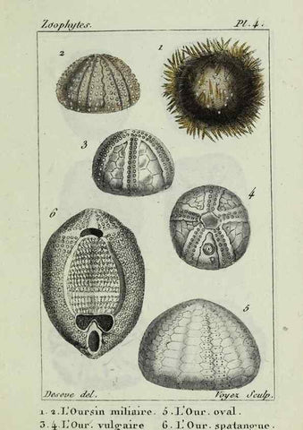 Reproducción/Reproduction 26928922489: Atlas des zoophytes :. Paris :Roret, libraire rue Hautefeuille, au coin de celle du battoir,[18--]. 