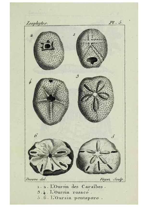 Reproducción/Reproduction 37816785895: Atlas des zoophytes :. Paris :Roret, libraire rue Hautefeuille, au coin de celle du battoir,[18--]. 