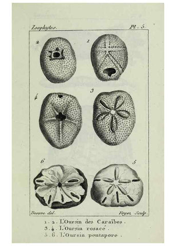 Reproducción/Reproduction 37816785895: Atlas des zoophytes :. Paris :Roret, libraire rue Hautefeuille, au coin de celle du battoir,[18--]. 