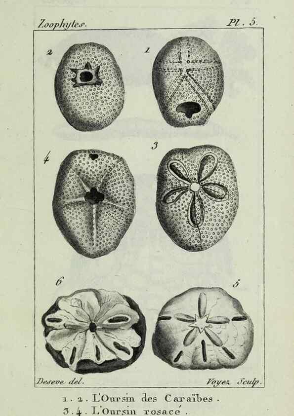 Reproducción/Reproduction 37816785895: Atlas des zoophytes :. Paris :Roret, libraire rue Hautefeuille, au coin de celle du battoir,[18--]. 