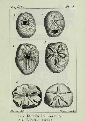 Reproducción/Reproduction 37816785895: Atlas des zoophytes :. Paris :Roret, libraire rue Hautefeuille, au coin de celle du battoir,[18--]. 