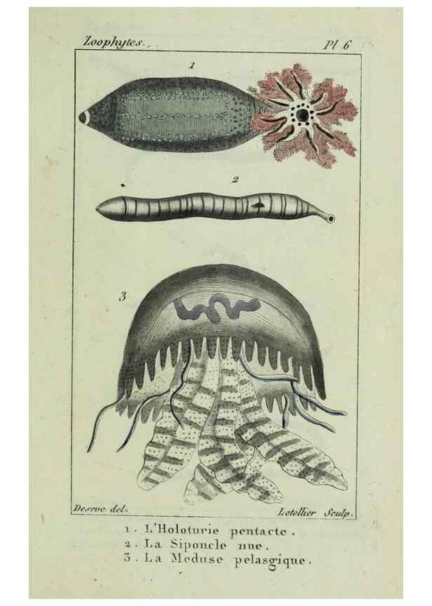 Reproducción/Reproduction 24832032298: Atlas des zoophytes :. Paris :Roret, libraire rue Hautefeuille, au coin de celle du battoir,[18--]. 