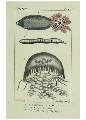 Reproducción/Reproduction 24832032298: Atlas des zoophytes :. Paris :Roret, libraire rue Hautefeuille, au coin de celle du battoir,[18--]. 