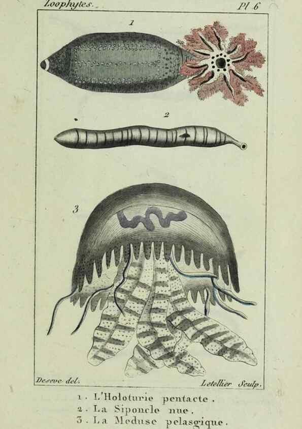 Reproducción/Reproduction 24832032298: Atlas des zoophytes :. Paris :Roret, libraire rue Hautefeuille, au coin de celle du battoir,[18--]. 