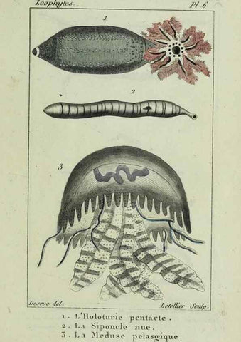 Reproducción/Reproduction 24832032298: Atlas des zoophytes :. Paris :Roret, libraire rue Hautefeuille, au coin de celle du battoir,[18--]. 