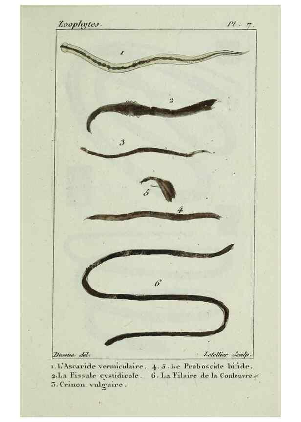 Reproducción/Reproduction 38672615882: Atlas des zoophytes :. Paris :Roret, libraire rue Hautefeuille, au coin de celle du battoir,[18--]. 