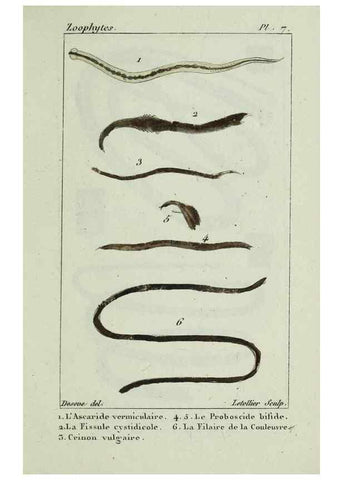 Reproducción/Reproduction 38672615882: Atlas des zoophytes :. Paris :Roret, libraire rue Hautefeuille, au coin de celle du battoir,[18--]. 