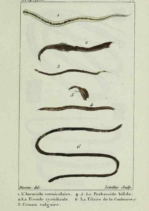 Reproducción/Reproduction 38672615882: Atlas des zoophytes :. Paris :Roret, libraire rue Hautefeuille, au coin de celle du battoir,[18--]. 