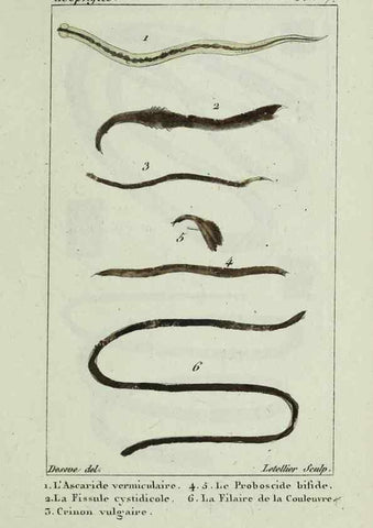 Reproducción/Reproduction 38672615882: Atlas des zoophytes :. Paris :Roret, libraire rue Hautefeuille, au coin de celle du battoir,[18--]. 