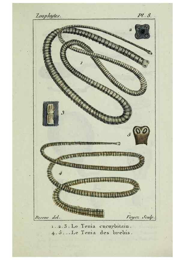 Reproducción/Reproduction 38649003846: Atlas des zoophytes :. Paris :Roret, libraire rue Hautefeuille, au coin de celle du battoir,[18--]. 
