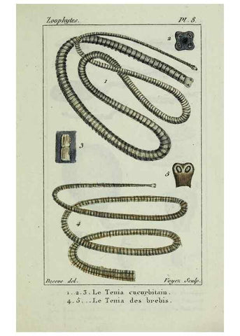 Reproducción/Reproduction 38649003846: Atlas des zoophytes :. Paris :Roret, libraire rue Hautefeuille, au coin de celle du battoir,[18--]. 