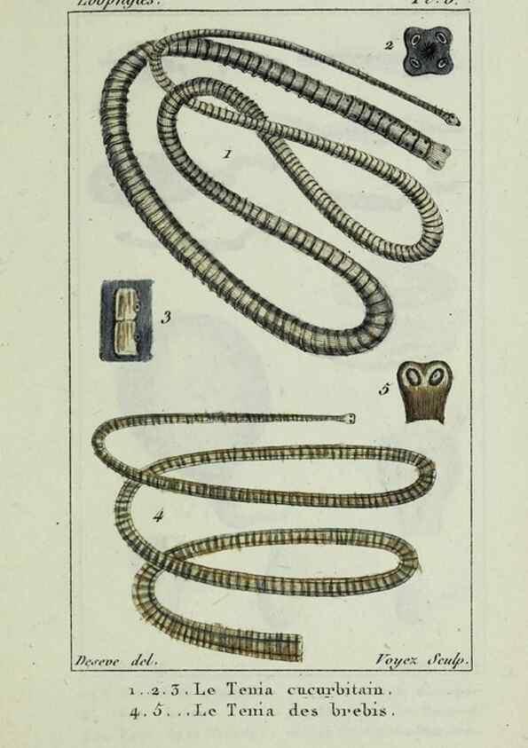 Reproducción/Reproduction 38649003846: Atlas des zoophytes :. Paris :Roret, libraire rue Hautefeuille, au coin de celle du battoir,[18--]. 