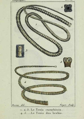Reproducción/Reproduction 38649003846: Atlas des zoophytes :. Paris :Roret, libraire rue Hautefeuille, au coin de celle du battoir,[18--]. 