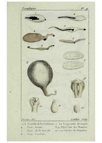 Reproducción/Reproduction 26928937049: Atlas des zoophytes :. Paris :Roret, libraire rue Hautefeuille, au coin de celle du battoir,[18--]. 