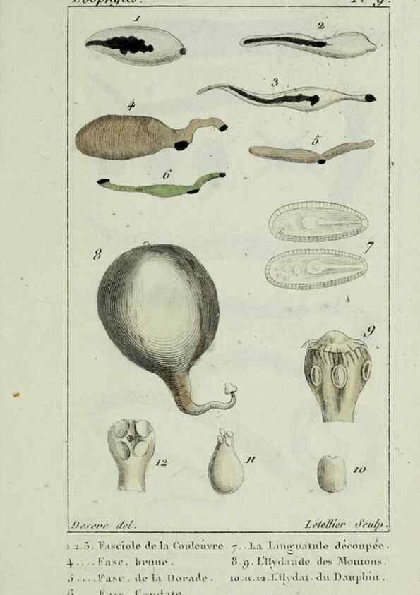 Reproducción/Reproduction 26928937049: Atlas des zoophytes :. Paris :Roret, libraire rue Hautefeuille, au coin de celle du battoir,[18--]. 