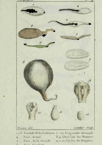Reproducción/Reproduction 26928937049: Atlas des zoophytes :. Paris :Roret, libraire rue Hautefeuille, au coin de celle du battoir,[18--]. 
