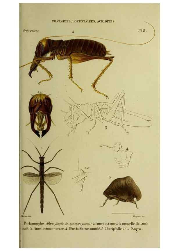 Reproducción/Reproduction 37871761304: Histoire naturelle des insectes.. Paris,Librairie encylopédique de Roret,1839.. 