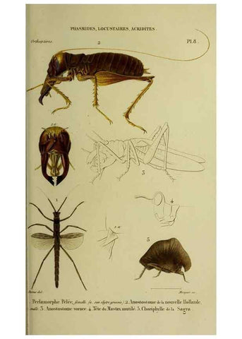 Reproducción/Reproduction 37871761304: Histoire naturelle des insectes.. Paris,Librairie encylopédique de Roret,1839.. 