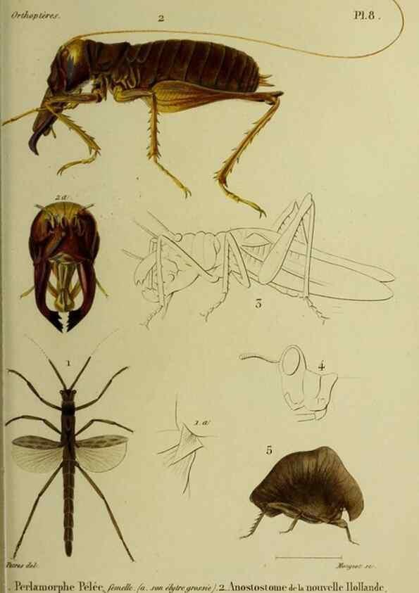 Reproducción/Reproduction 37871761304: Histoire naturelle des insectes.. Paris,Librairie encylopédique de Roret,1839.. 