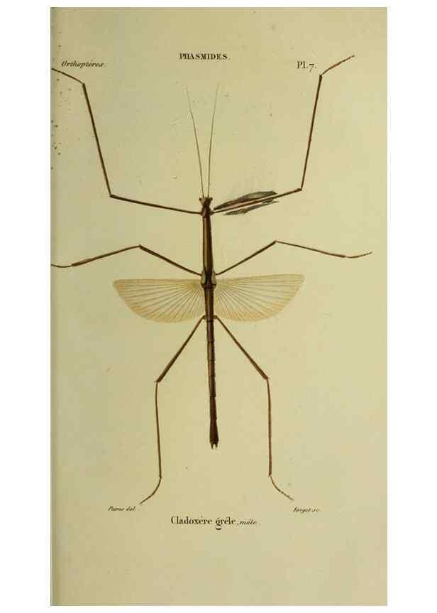 Reproducción/Reproduction 38588709531: Histoire naturelle des insectes.. Paris,Librairie encylopédique de Roret,1839.. 