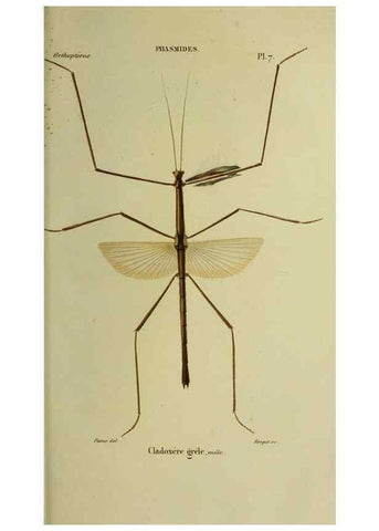 Reproducción/Reproduction 38588709531: Histoire naturelle des insectes.. Paris,Librairie encylopédique de Roret,1839.. 