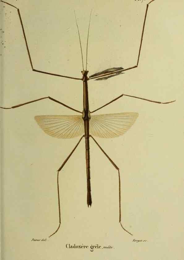 Reproducción/Reproduction 38588709531: Histoire naturelle des insectes.. Paris,Librairie encylopédique de Roret,1839.. 