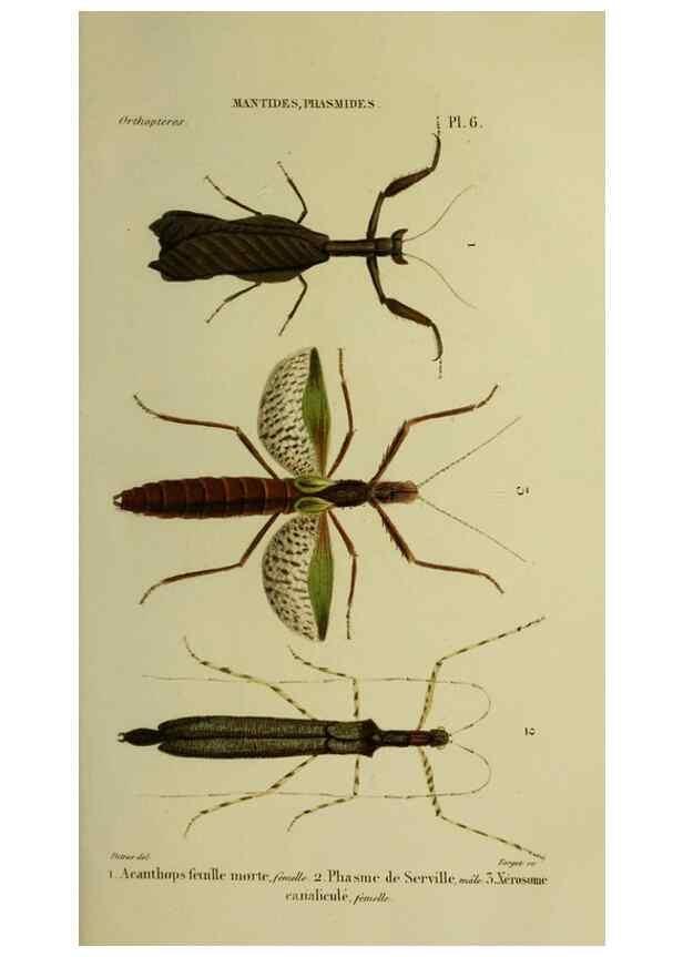 Reproducción/Reproduction 24716176628: Histoire naturelle des insectes.. Paris,Librairie encylopédique de Roret,1839.. 
