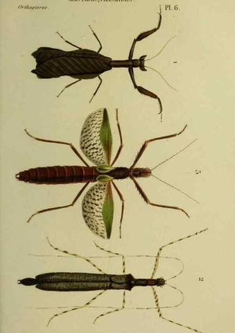Reproducción/Reproduction 24716176628: Histoire naturelle des insectes.. Paris,Librairie encylopédique de Roret,1839.. 