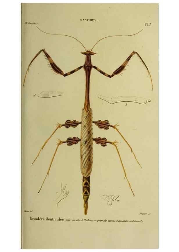 Reproducción/Reproduction 26811975589: Histoire naturelle des insectes.. Paris,Librairie encylopédique de Roret,1839.. 